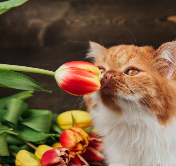 Fluffy ginger cat sniffs a red tulip. Cat on a background of spr